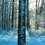 Frosted trees IV: Snowy trees in the winter in The Netherlands