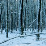 Frosted trees VI: Snowy trees in the winter in The Netherlands