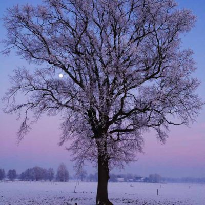 Frosty tree with moon