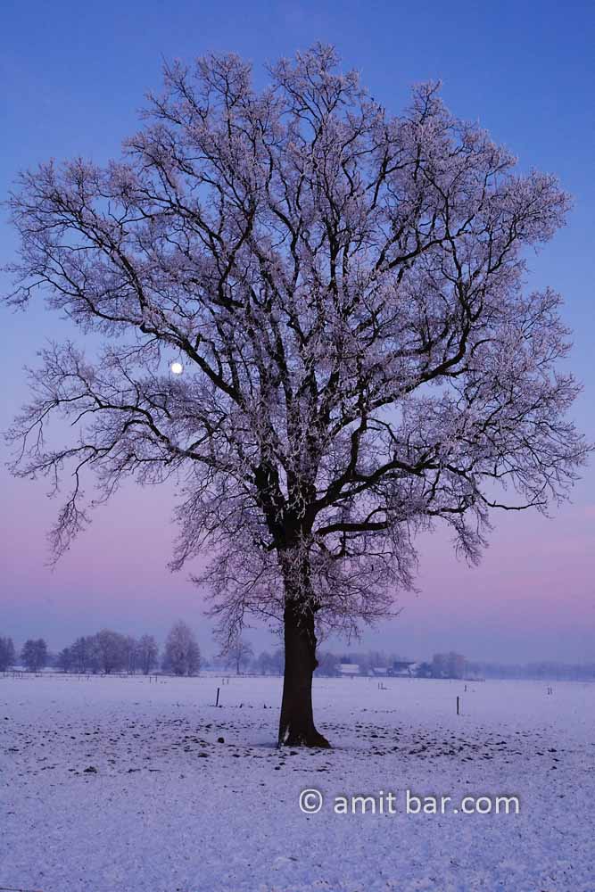Frosty tree with moon: Frosty tree with upcoming moon