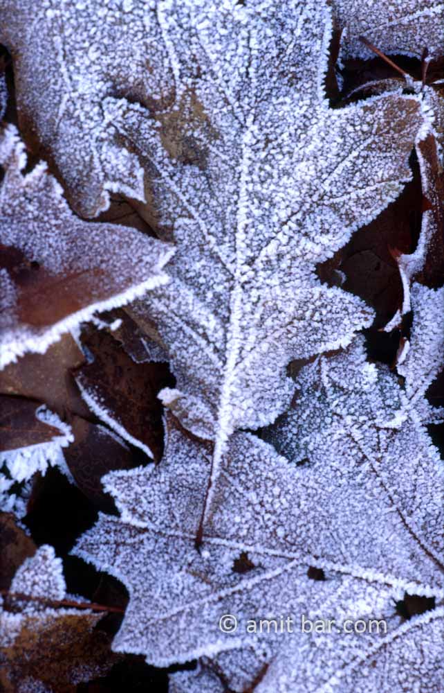 Frozen leaves: Frozen oak leaves