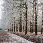 Frozen nature I: Lane of oaks in frost