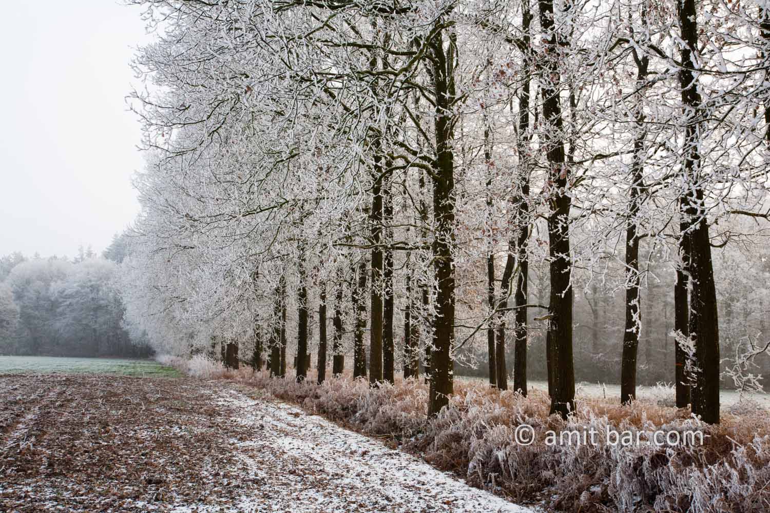 Frozen nature I: Lane of oaks in frost