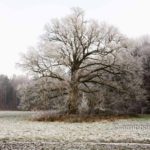 Frozen nature II: Old oak in frost