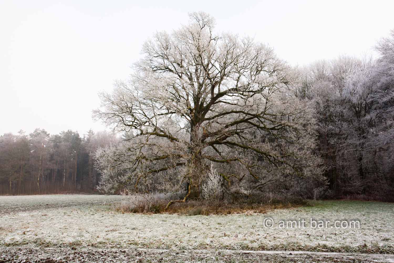Frozen nature II: Old oak in frost