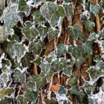 Frozen nature III: Hedera helix in frost