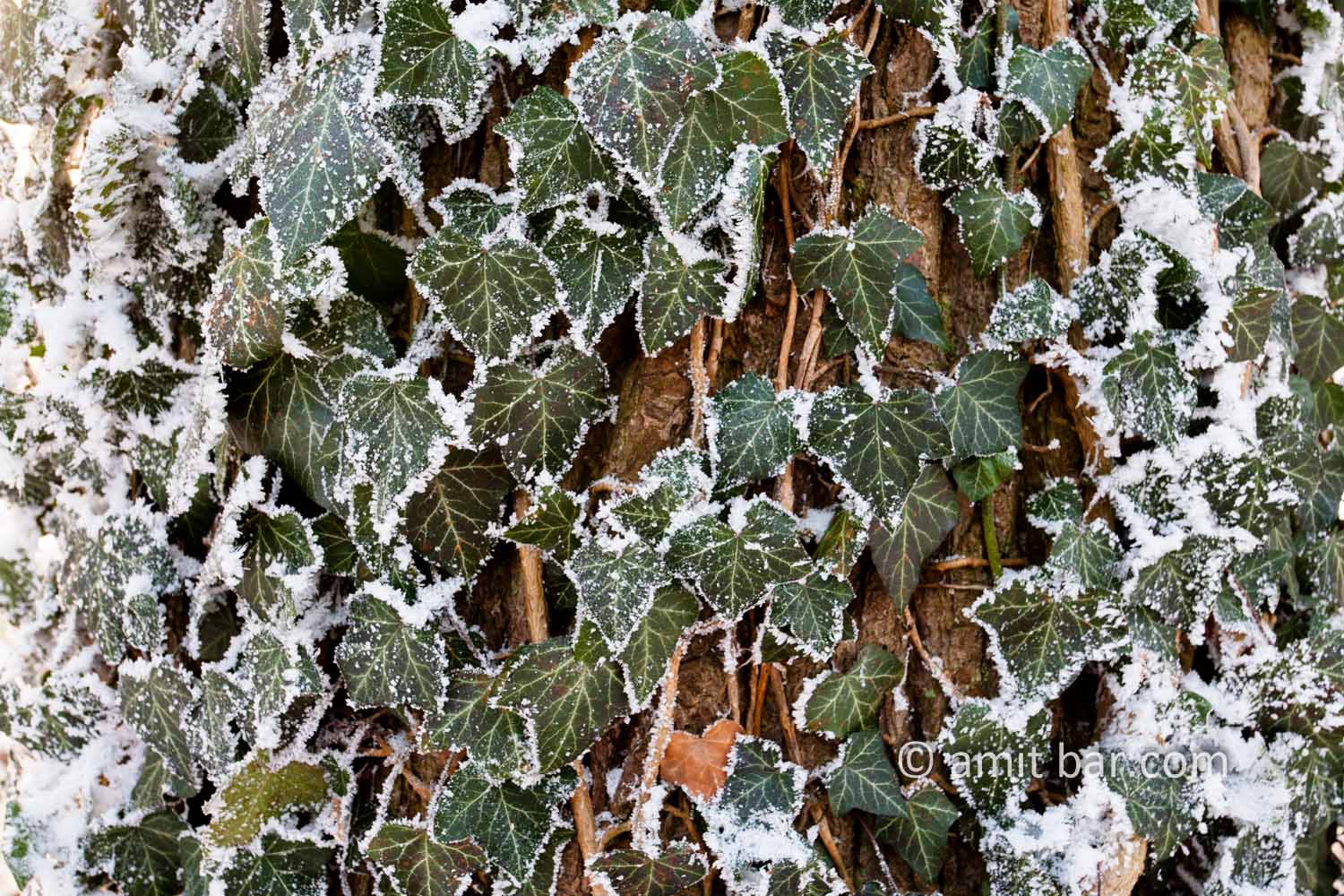 Frozen nature III: Hedera helix in frost