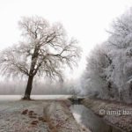 Frozen nature V: Misty frost