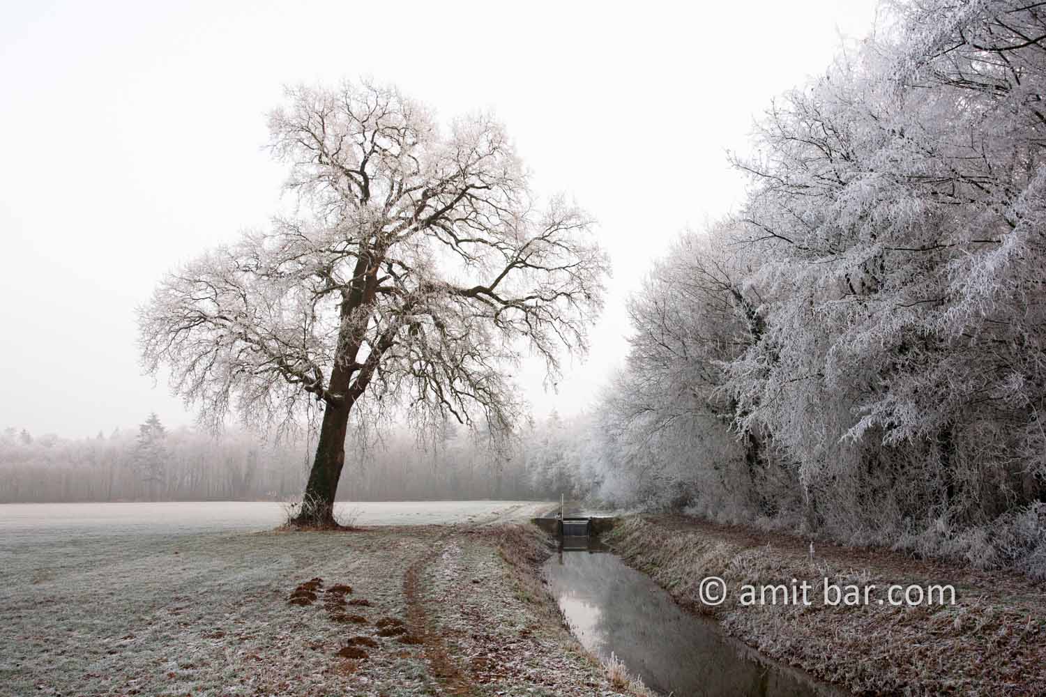 Frozen nature V: Misty frost