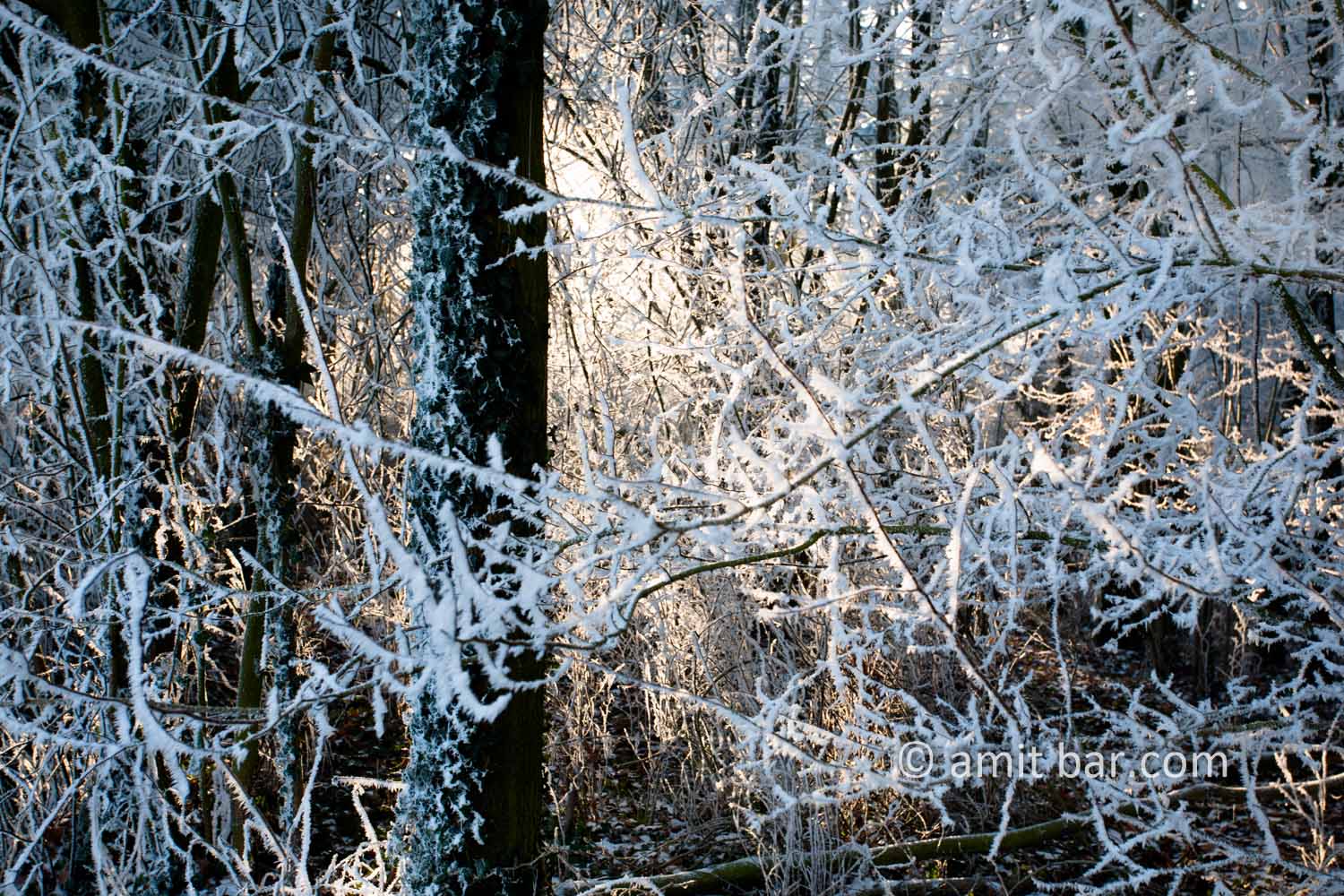 Frozen nature VIII: Sunny frost