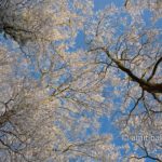 Frozen tree tops II: Sunny frosted tree tops