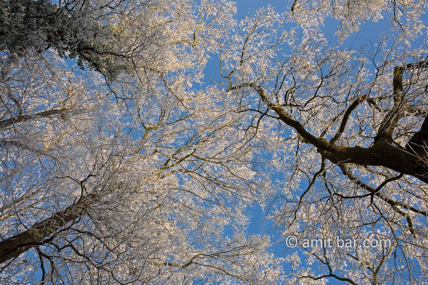 Frozen tree tops II: Sunny frosted tree tops
