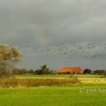 Geese and rainbow: Rainbow at De Griet, Doesburg, The Netherlands