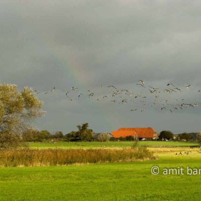 Geese and rainbow