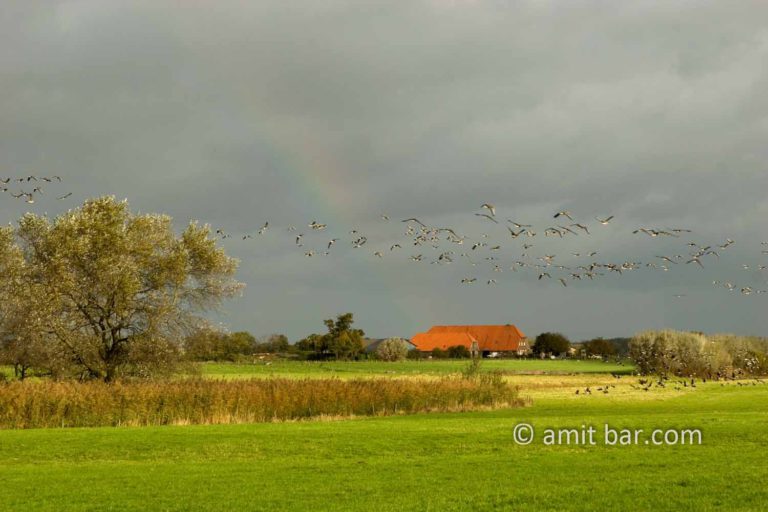 Geese and rainbow
