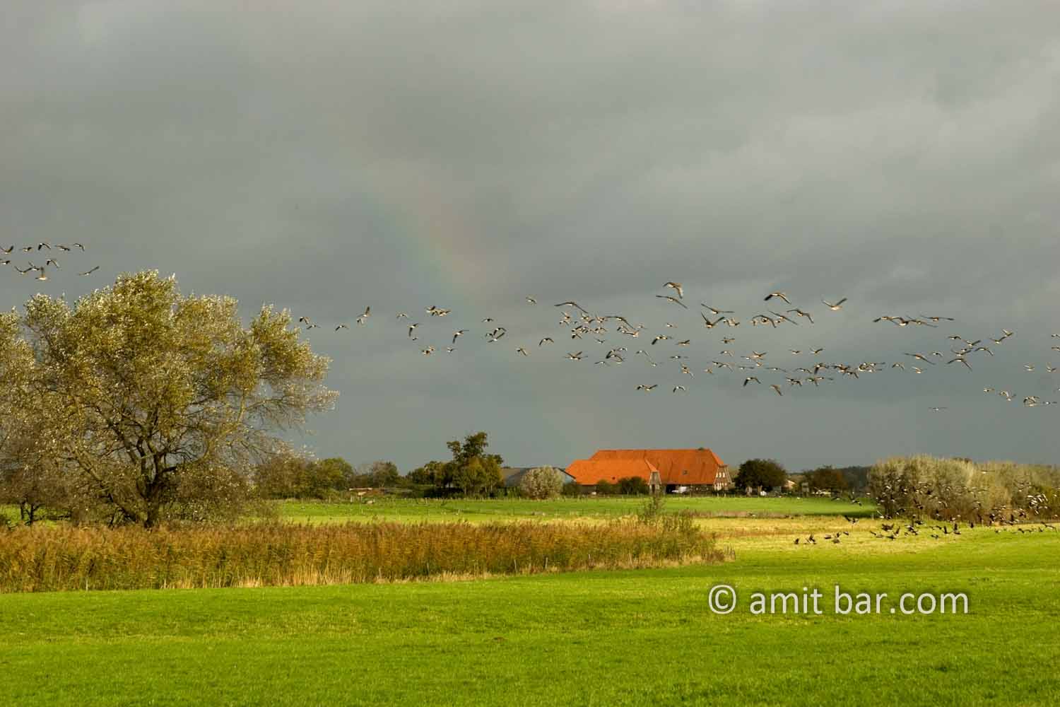 Geese and rainbow: Rainbow at De Griet, Doesburg, The Netherlands
