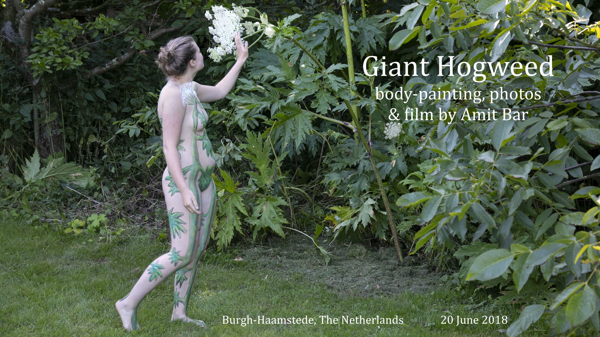 Giant Hoogweed video
