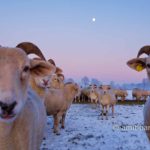 Goats in snow: Goats in the snow at Slangenburg