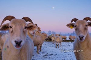 Goats in snow: Goats in the snow at Slangenburg