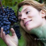 Grapes VI: Body-painted model in the vineyard