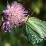 Green butterfly: Green butterfly on flower