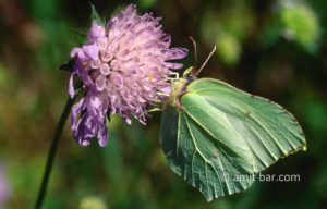 Green butterfly: Green butterfly on flower