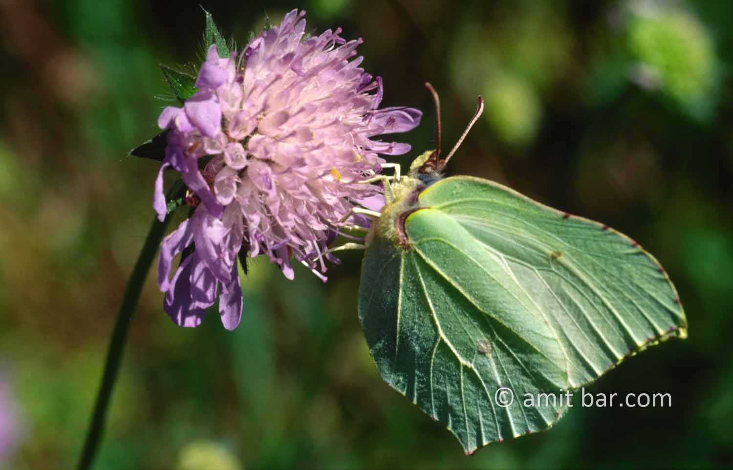 Green butterfly: Green butterfly on flower