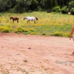 Hazy Daisy III: In the spring time the daisy flowers are covering broad wild natural fields on Mount Carmel. A good opportunity to see this close by together with Carmela.