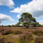 Heather field I: Heather field, The Netherlands