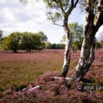 Heather field II: Heather field, The Netherlands