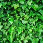 Hedera: Ivy climbing plant