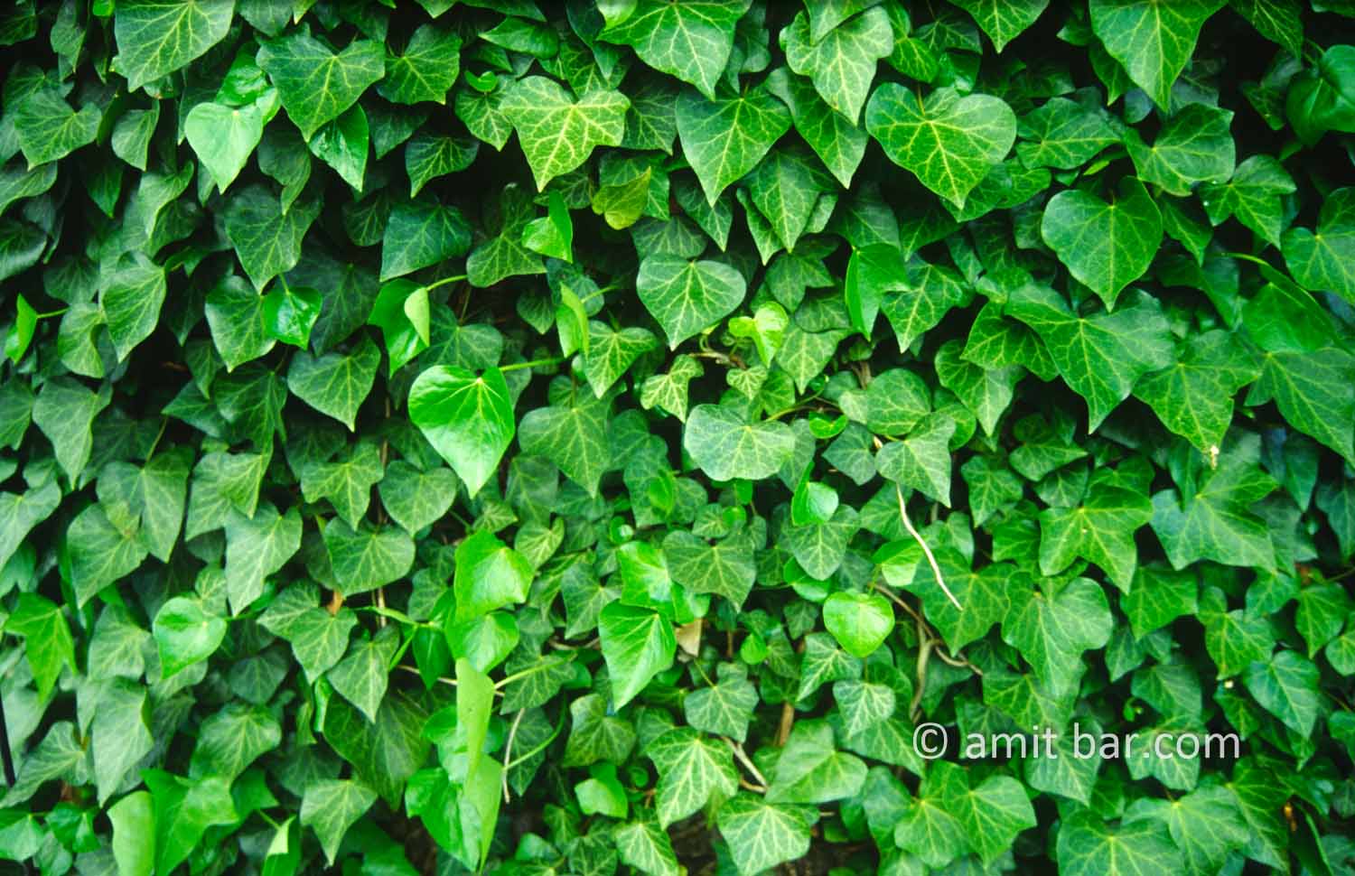 Hedera: Ivy climbing plant