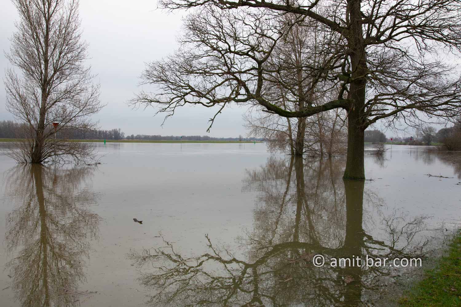 High water IJssel river I: Lots of rain in the Alps and Germany leads plenty of water to the rivers in The Netherlands. like the IJssel by Doesburg