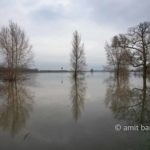 High water IJssel river IV: Lots of rain in the Alps and Germany leads plenty of water to the rivers in The Netherlands. like the IJssel by Doesburg