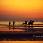 Horses at sunset I: Horses ride by the sea at sunet in Zeeland, The Netherlands
