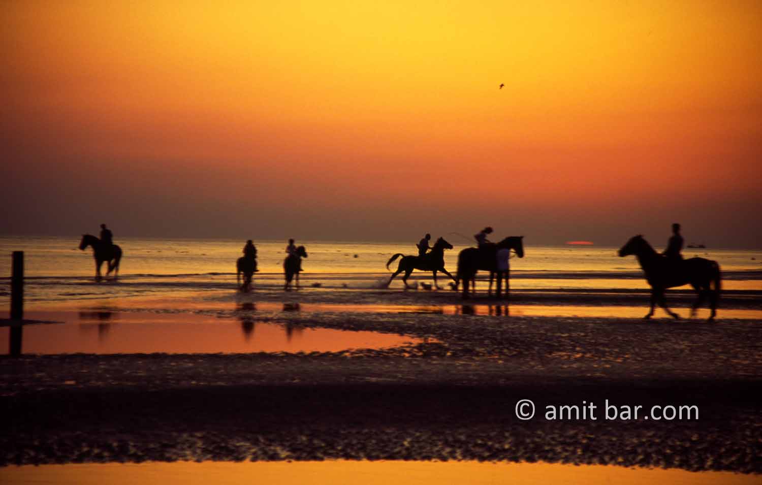 Horses at sunset I: Horses ride by the sea at sunet in Zeeland, The Netherlands