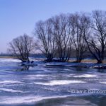 Ice and trees: Trees standing in icy pool at De Griet, Doesburg