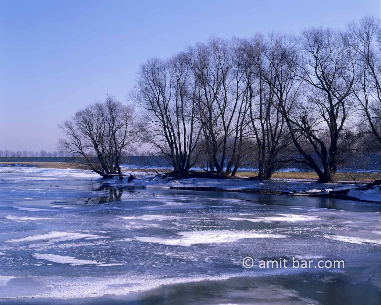 Ice and trees: Trees standing in icy pool at De Griet, Doesburg