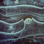 Icy forms II: Lines in Ice