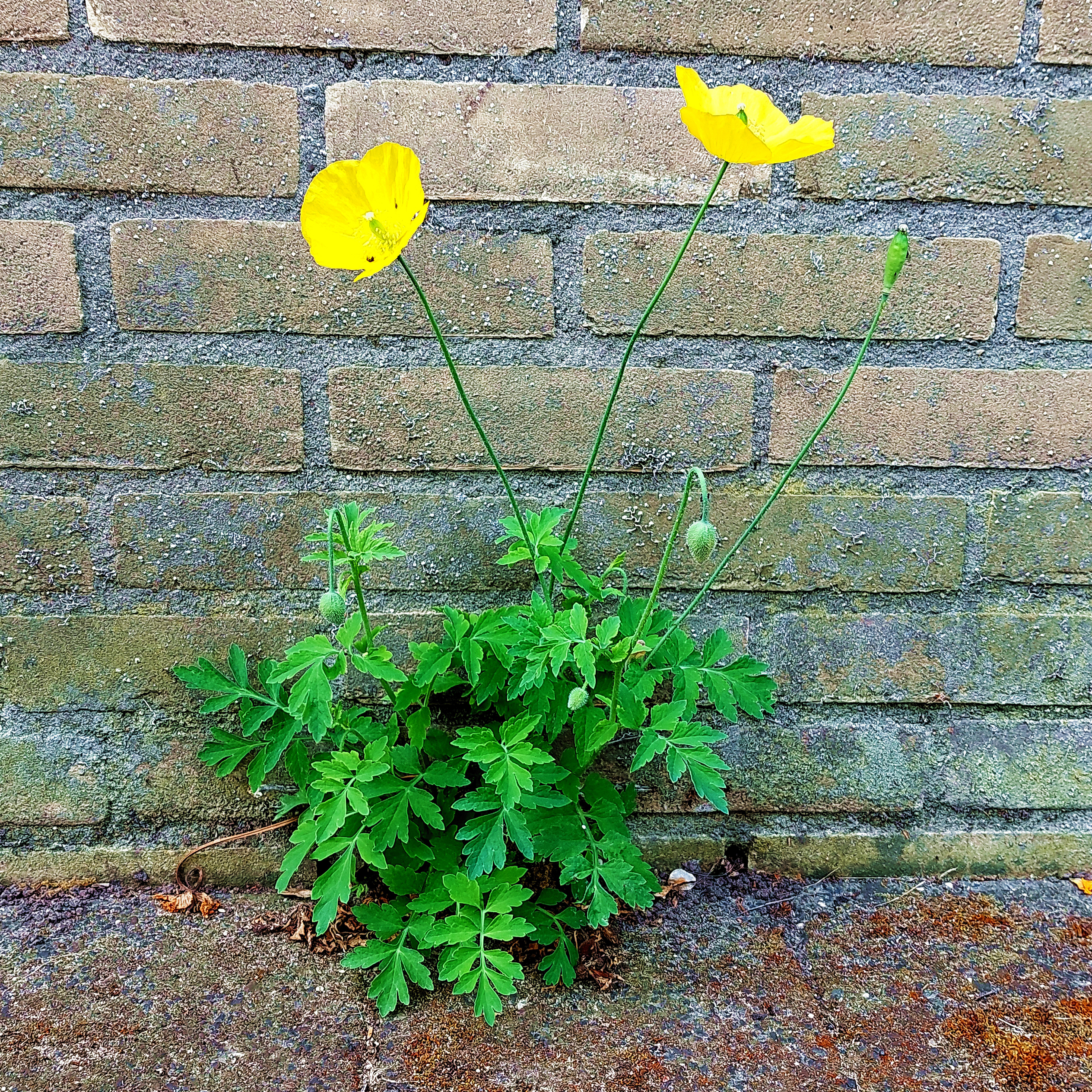 The strength of nature I: Wild flowers grows through splits in bricks and cement