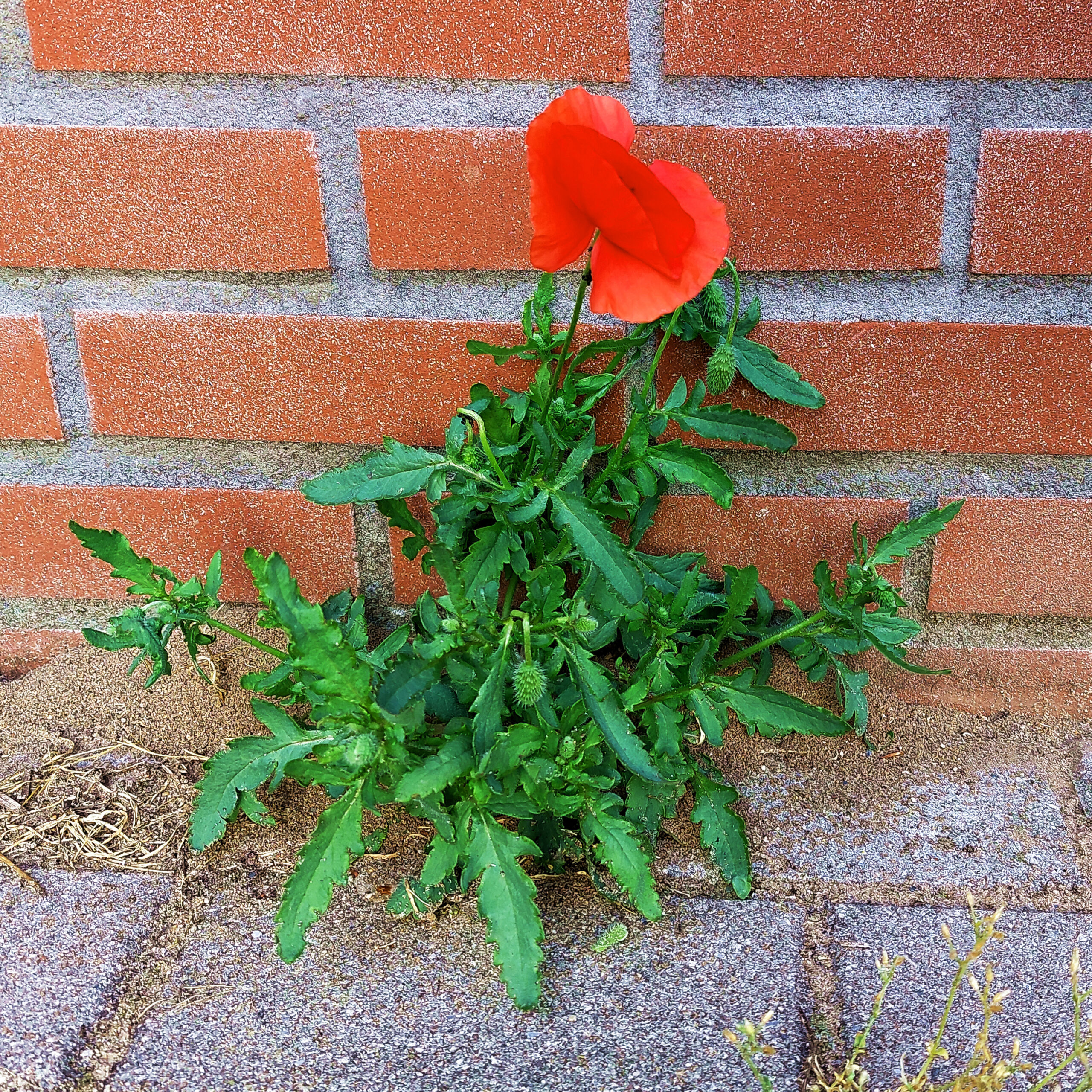 The strength of nature II: Wild flowers grows through splits in bricks and cement