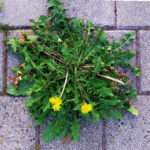 The strength of nature III: Wild flowers grows through splits in bricks and cement