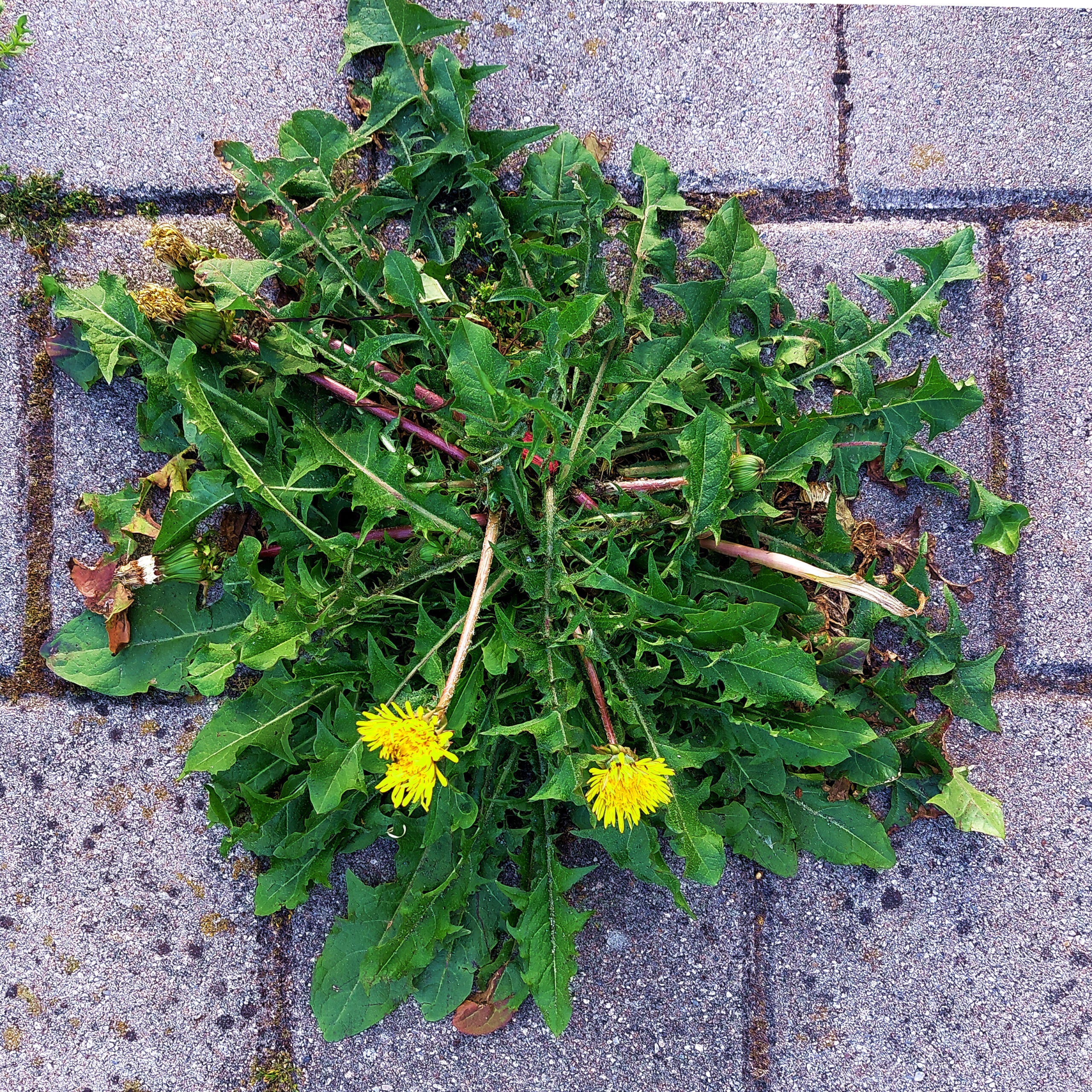 The strength of nature III: Wild flowers grows through splits in bricks and cement