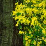 Jasmin: Jasmin bush at a tree trunk