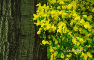 Jasmin: Jasmin bush at a tree trunk