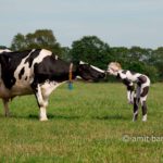 Kiss me, Babe I: Body-painted model with a cow