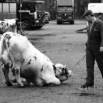 Kneeled: A cow has difficulties to stand on her feet on the cattle market