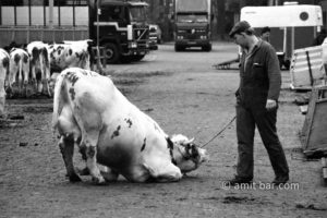 Kneeled: A cow has difficulties to stand on her feet on the cattle market