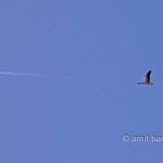 Leaving without a jetplane: Two geese flying behind an airplane