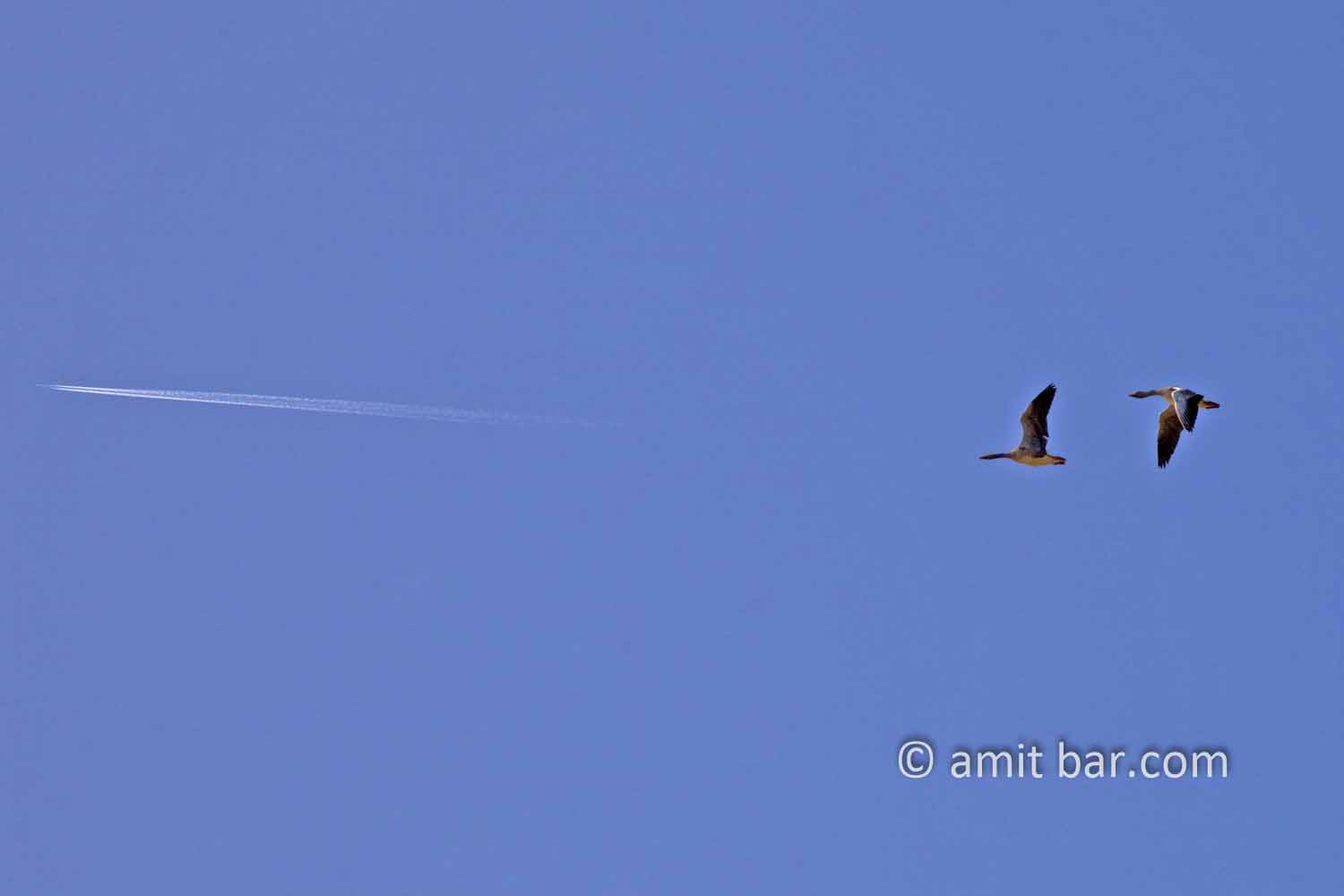 Leaving without a jetplane: Two geese flying behind an airplane